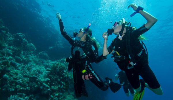 SPECIALTY TWO DIVES